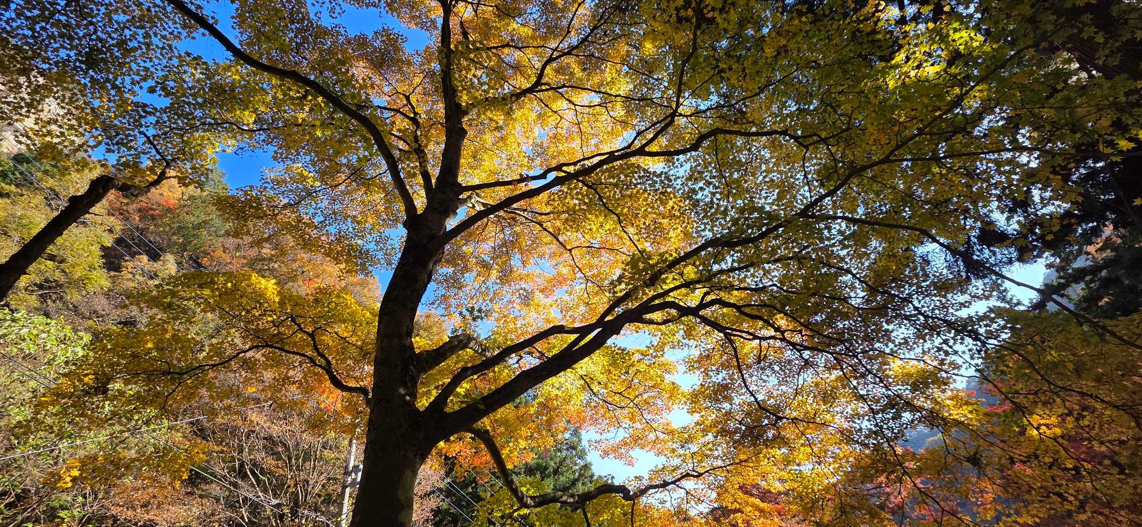 駐車場の紅葉が✨