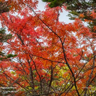 ところどころ紅葉が素晴らしいです