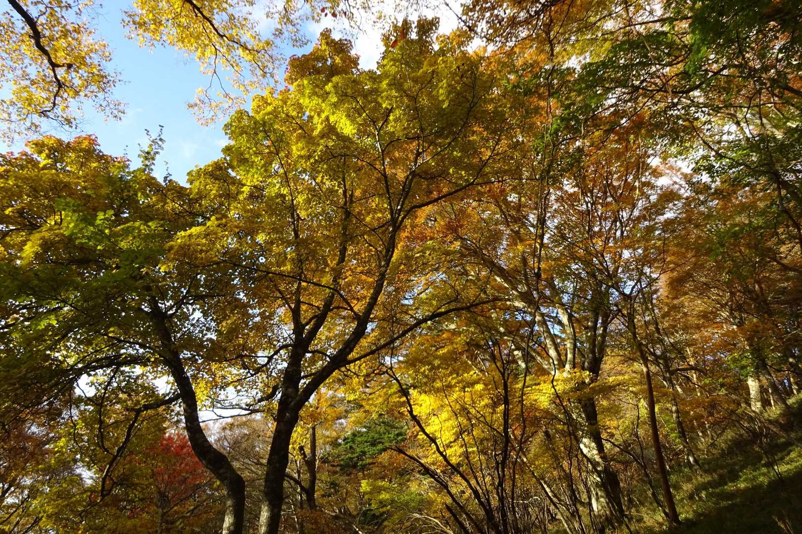 これまたこちらも紅葉🍁が最高