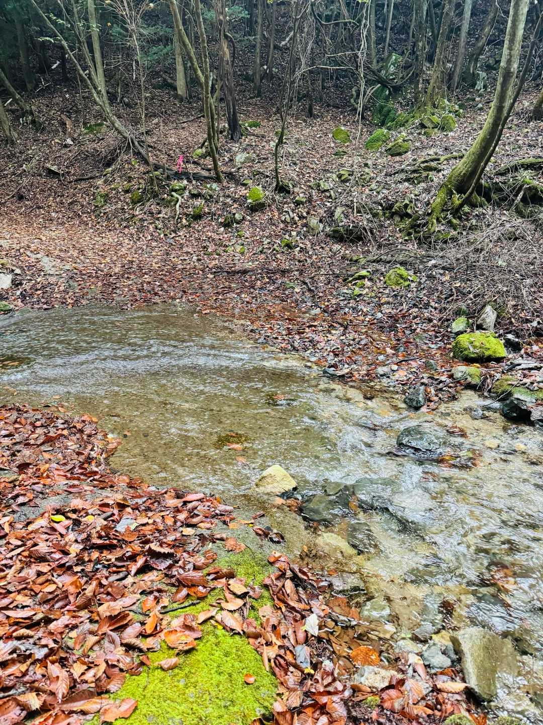 大石峠-大石峰山-金堀山-節刀ヶ岳 往復コースの写真