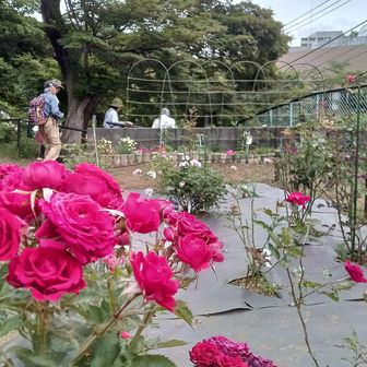 今日はバラ園が3箇所