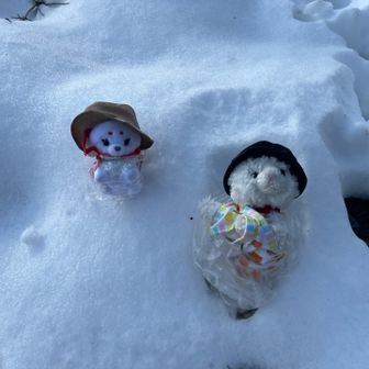 雪の中で戯れるみーちゃんたち