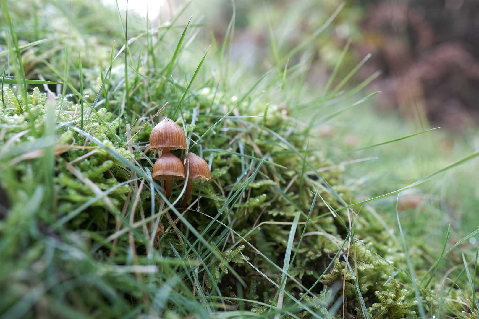 1か月前に🍄あったところ、まだ生えてた😆