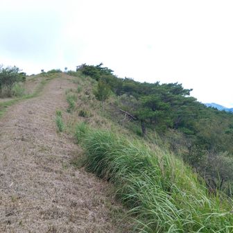 大矢岳、マツムシソウは一本もなかった。