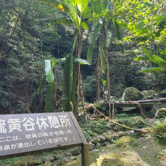 バショウの木
なんか別世界な感じ