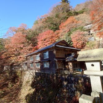 モミジ🍁がピークの時に来たら、めっちゃ良い感じやったんかもだな🤩