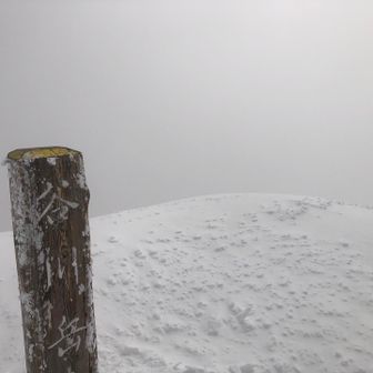 トマの耳でも何も見えず。