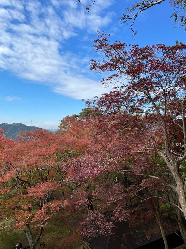 紅葉いい感じ🍁