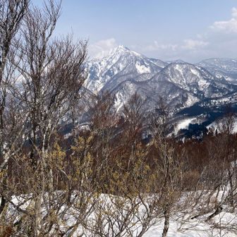 マンサクと雨飾山。