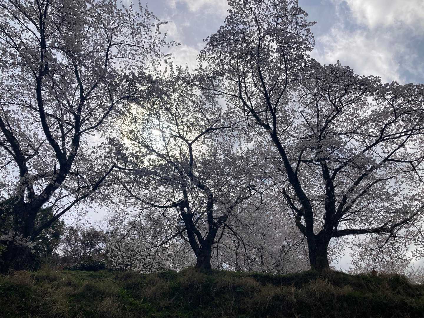 万燈山 往復コースの写真