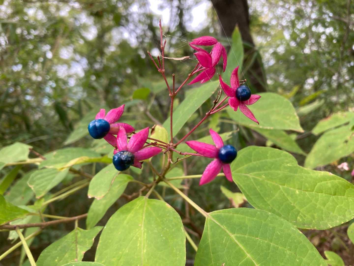 クサギ

最後までご覧いただき、ありがとうございます😊