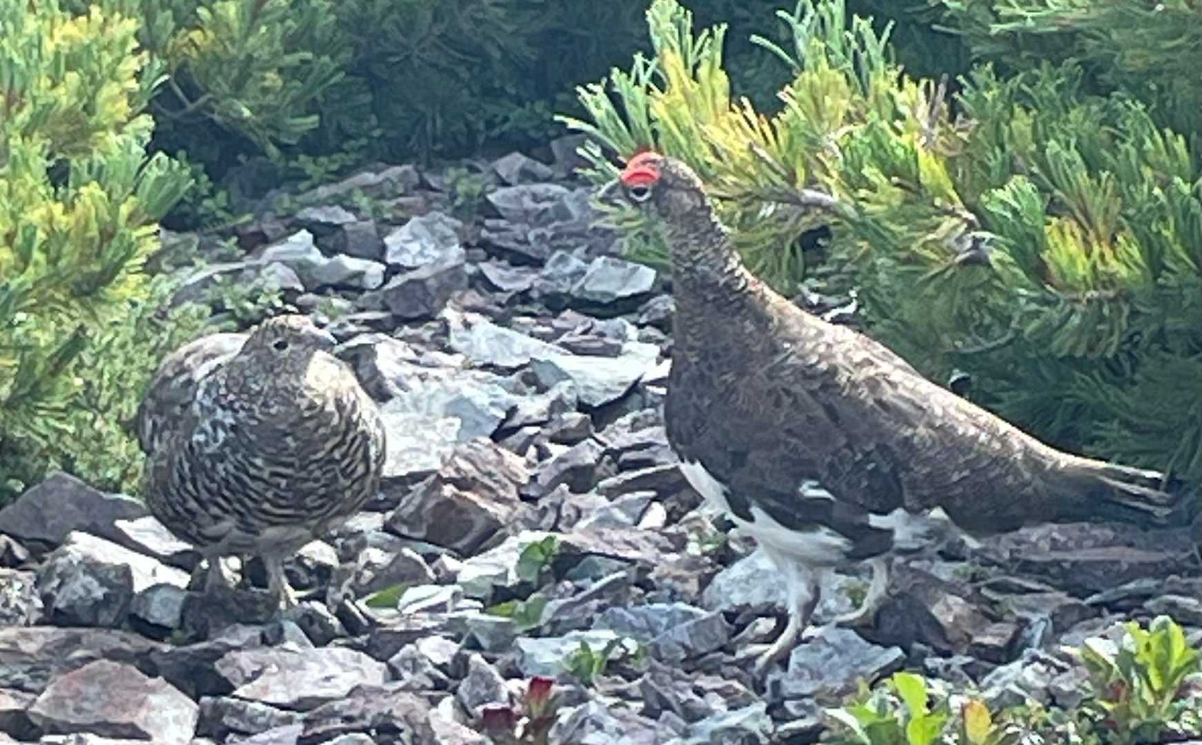お互い見つめあつて🤭
雷鳥にしてみればこの人(私)邪魔じゃない
どこかへ行ってよ
はい、わかった、あなたたち末長くお幸せに！