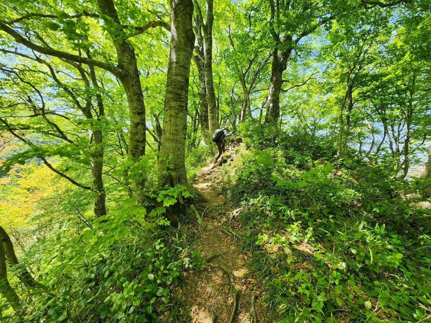 足下の🌲"木の根っ子"に躓き転ばない様に注意して下ります☝️｡