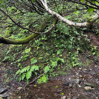 飯豊山のキンキンの水が10としたら、
8くらいかなあ😊