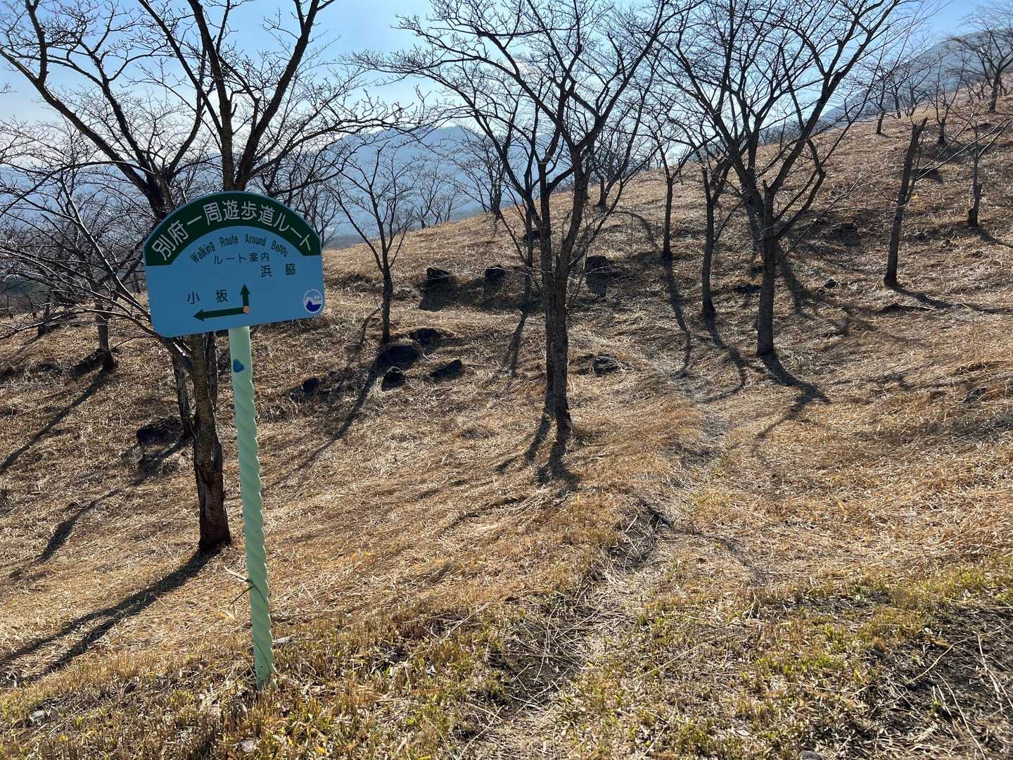 更に斜面を横に進みます。
このあたりから桜の植樹地帯です。