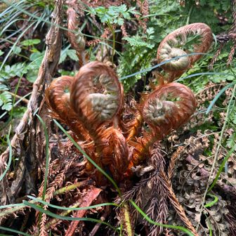 シダ系モジャモジャ。