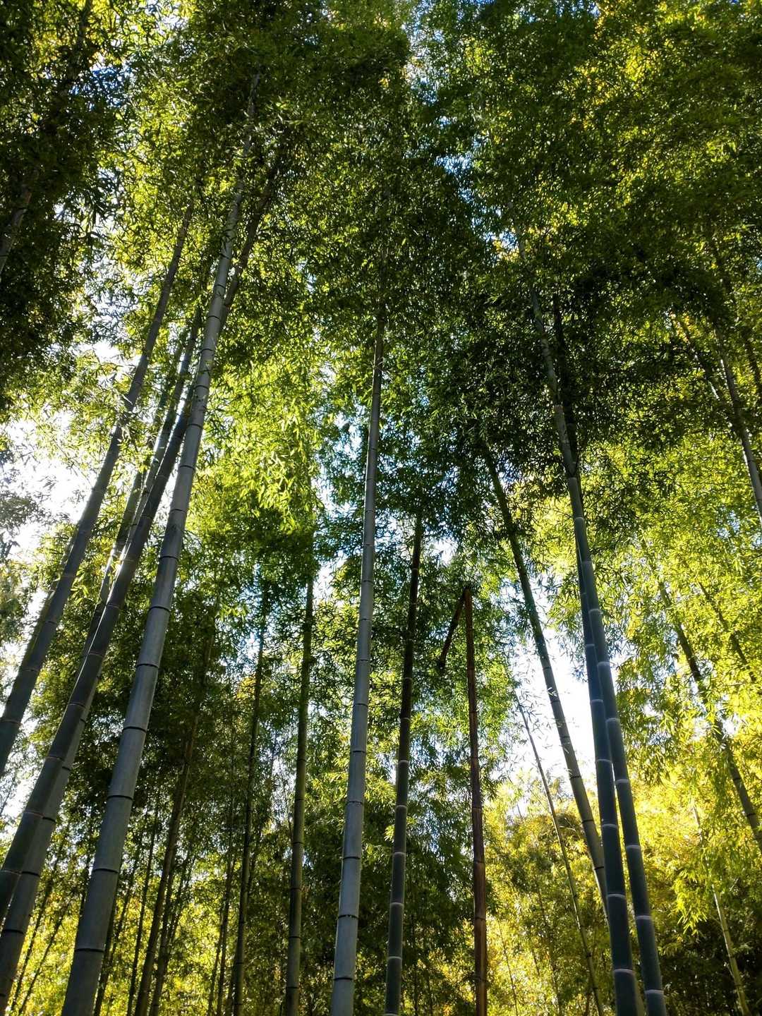 信貴山下駅-信貴山 往復コースの写真