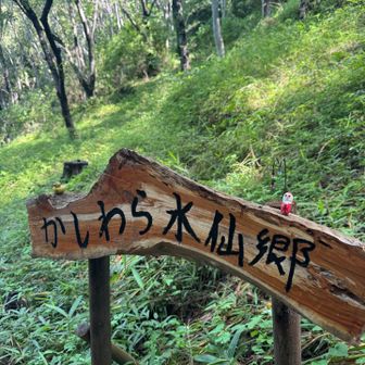 また来年、スイセン見に来ます🙏