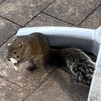 リスも好物みたいですね