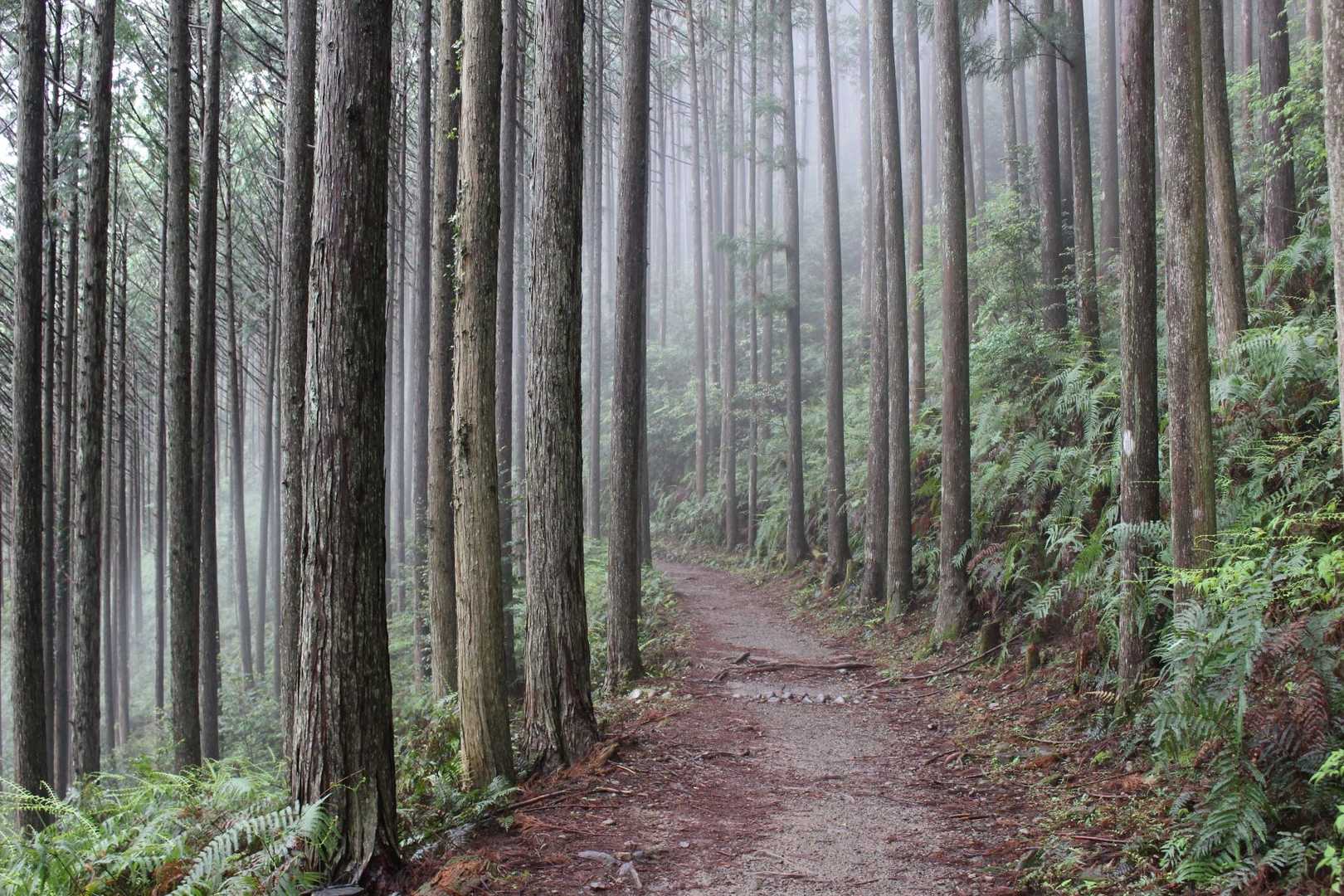 熊野古道らしい道を進む。マイナスイオンをたくさん吸えたハズ！