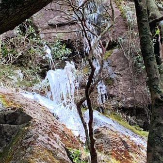 笹岳のつららが残っています。