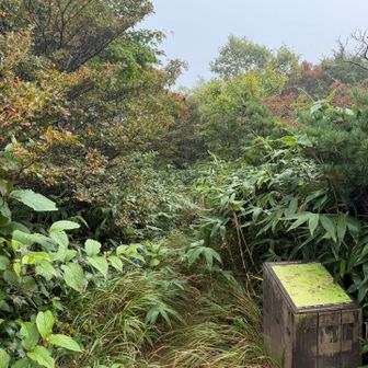ここ分岐の登山道らしいけど、限りなく藪