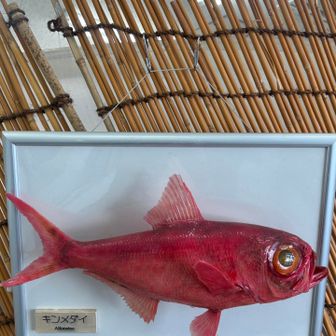 一階のお土産売り場のキンメダイ君🐟