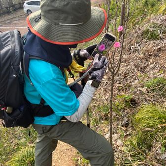 お花を愛でる姉🐨