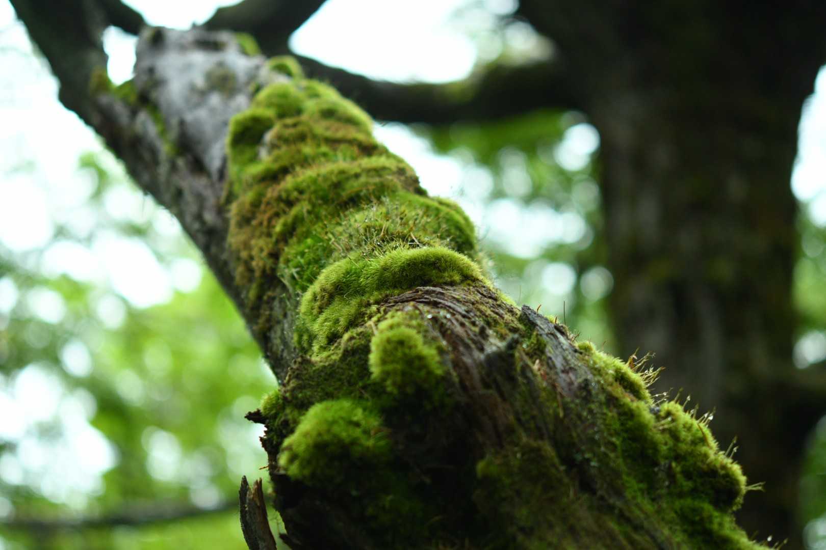 篭ノ登山 往復コースの写真