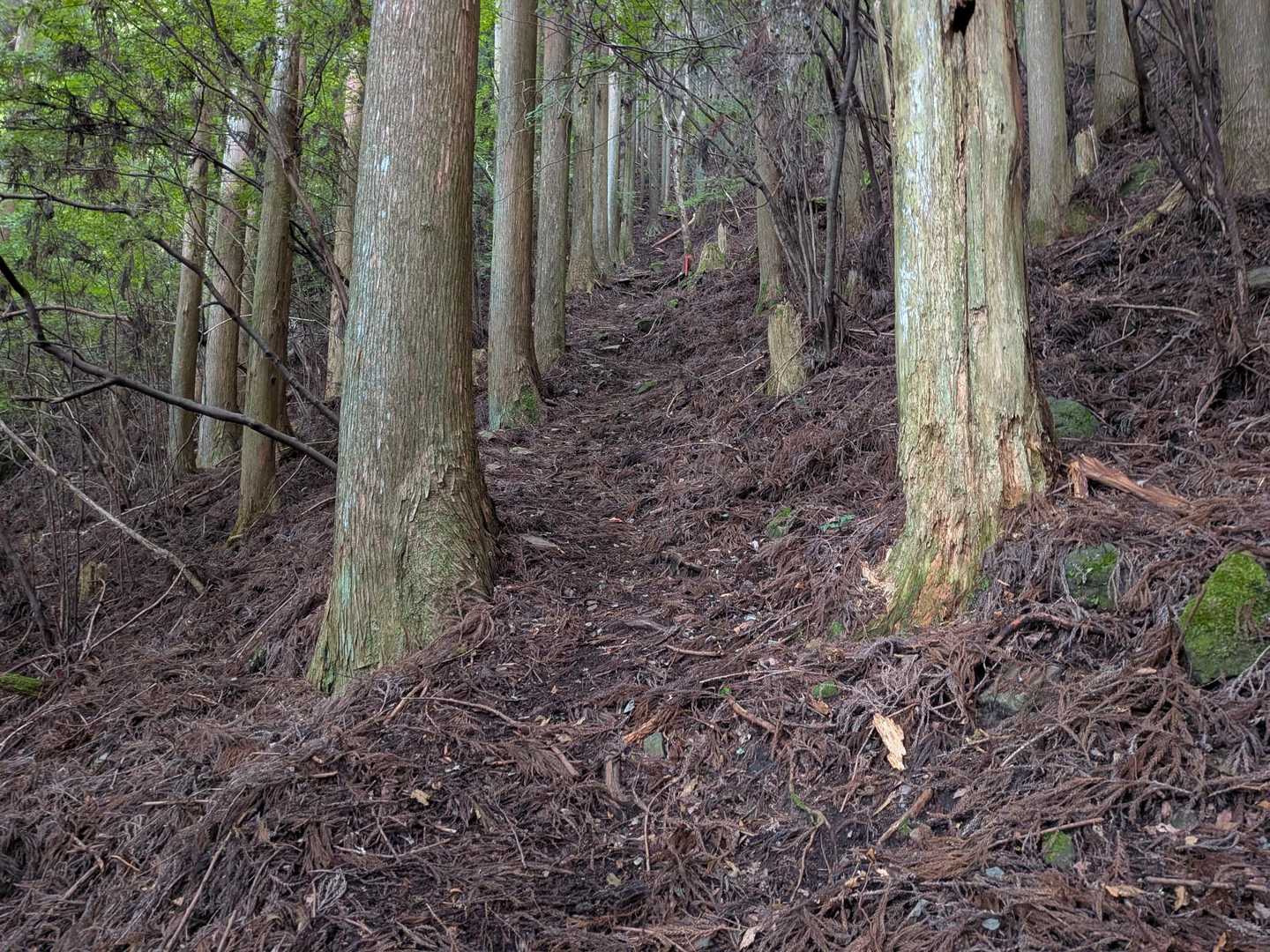 なかなか登り💪