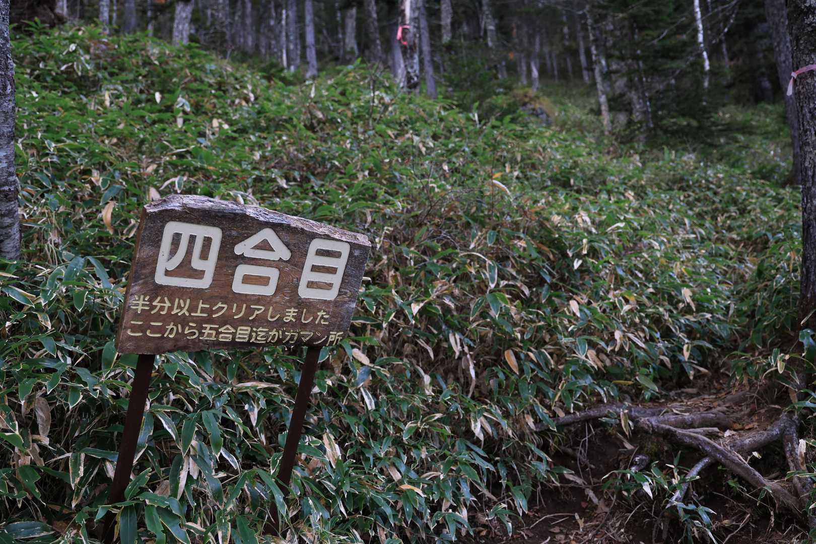 4合目で半分と表示されていますが、ここからが急登のはじまりです
