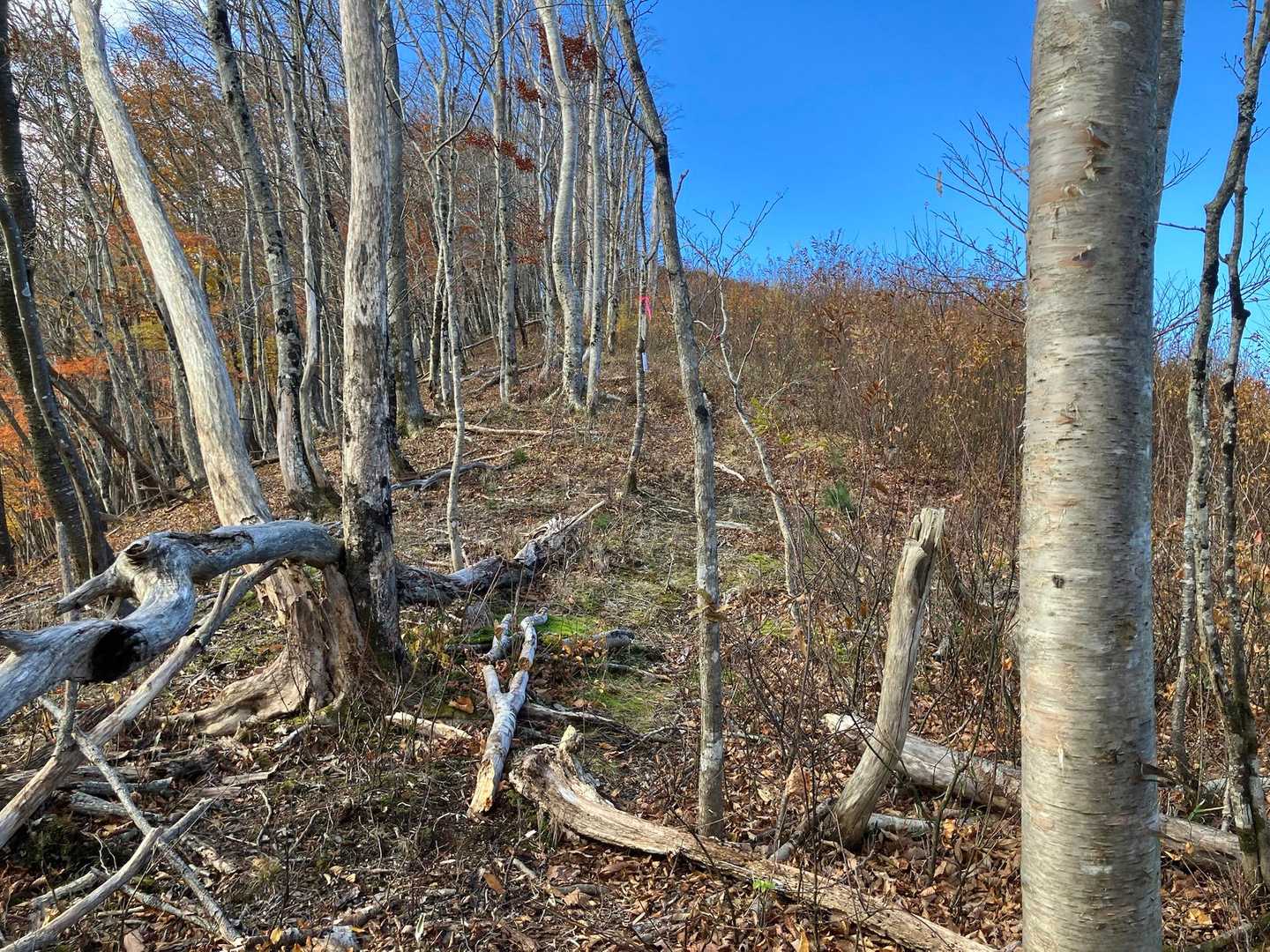 こんな感じのところを登ります。