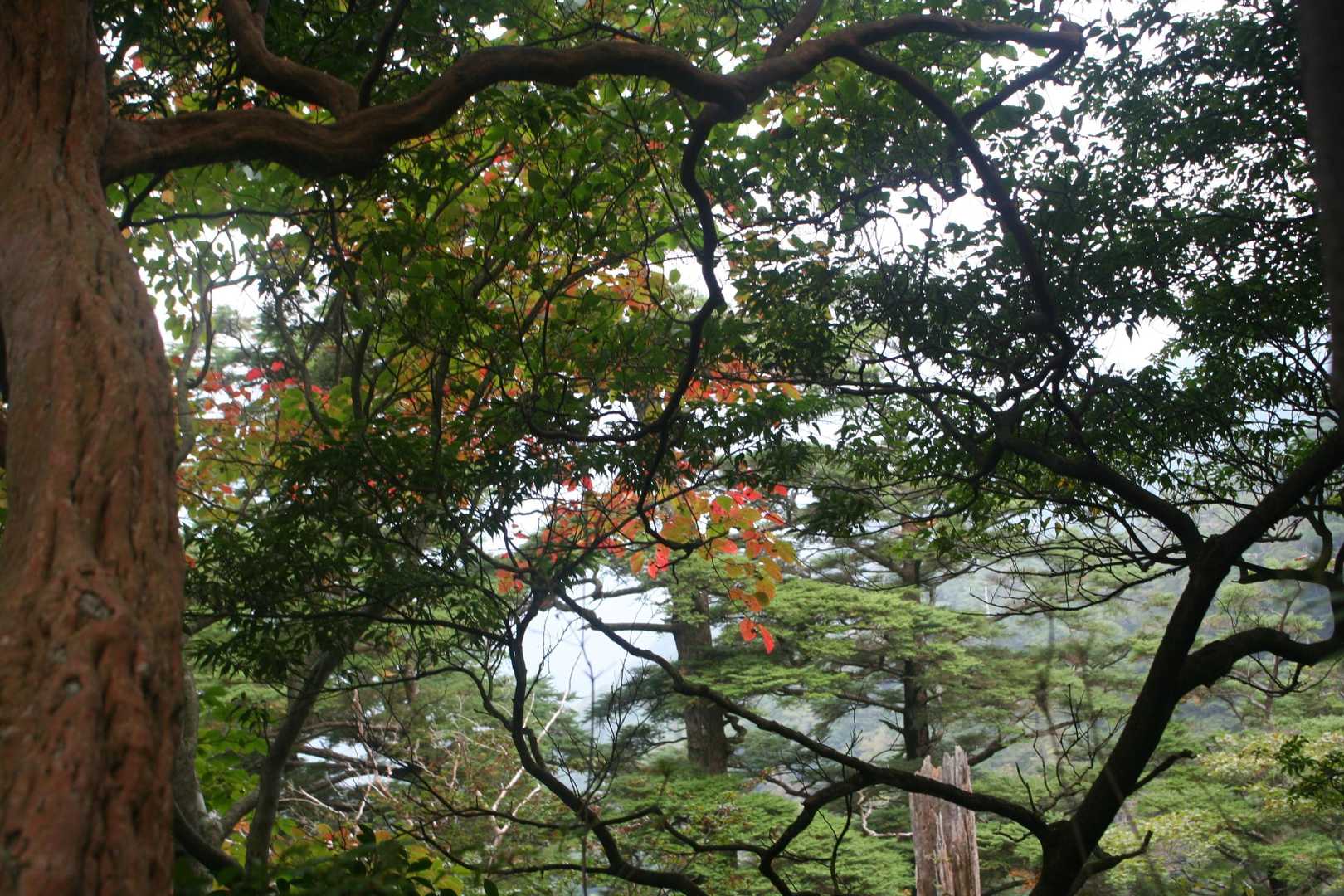 ちょこっと紅葉が垣間見える。