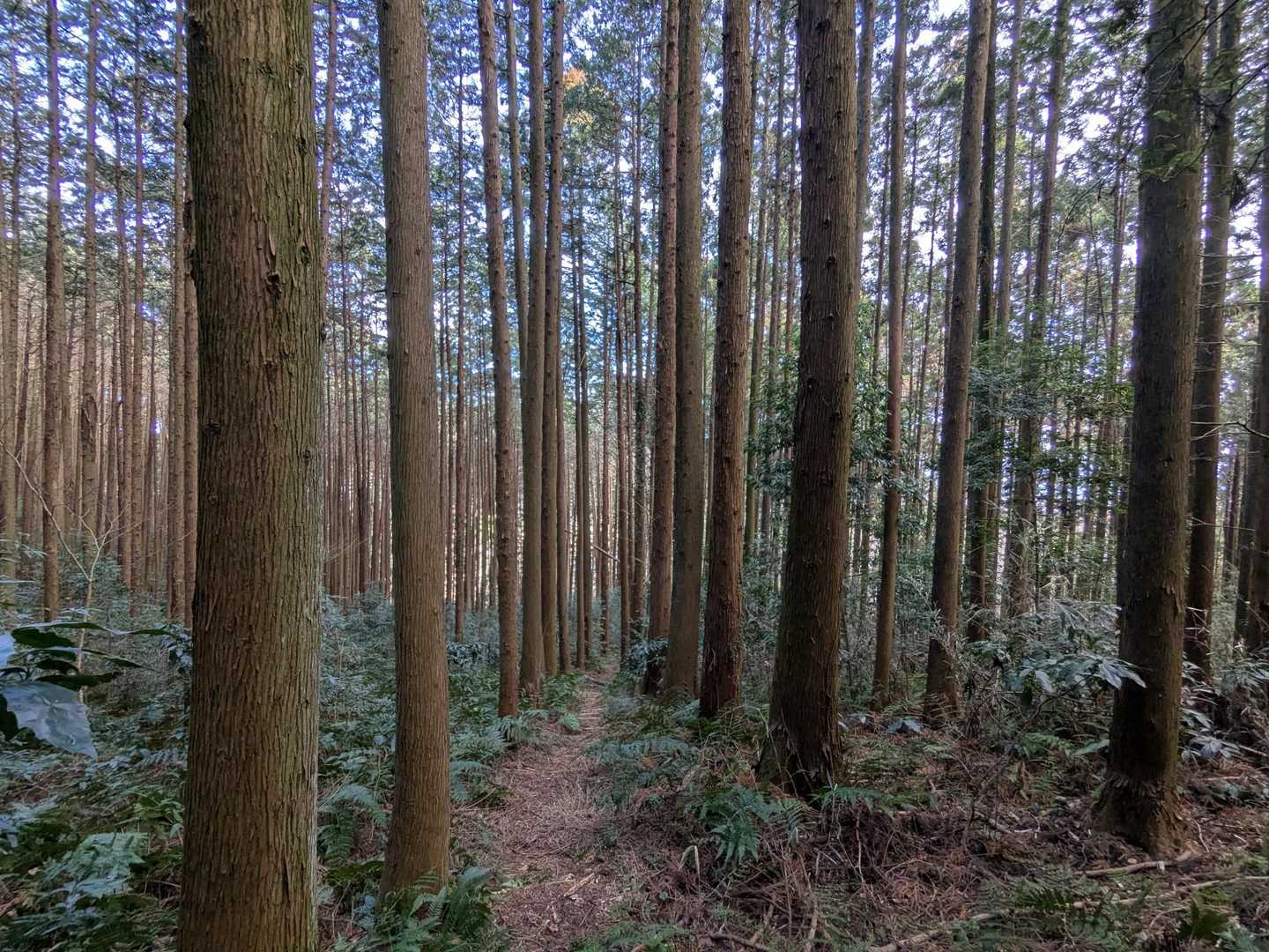 芳賀富士の山頂から登りとは反対側の杉と桧の森に入りました😊道は狭く直線的な急斜面を下ります🌲この道は山頂から安善寺まで約1.0kmくらいです💦
スギ花粉が多く息子は途中で花粉症の薬を飲みました💊