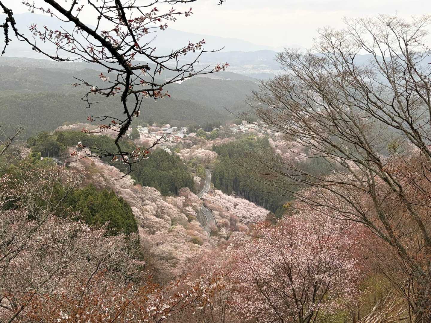 中千本が見渡せる場所にきたよ