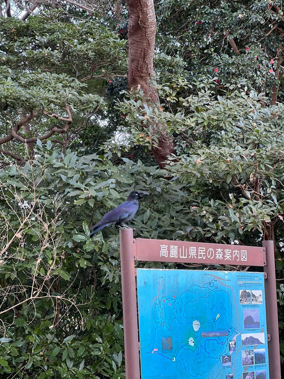 逃げないカラス