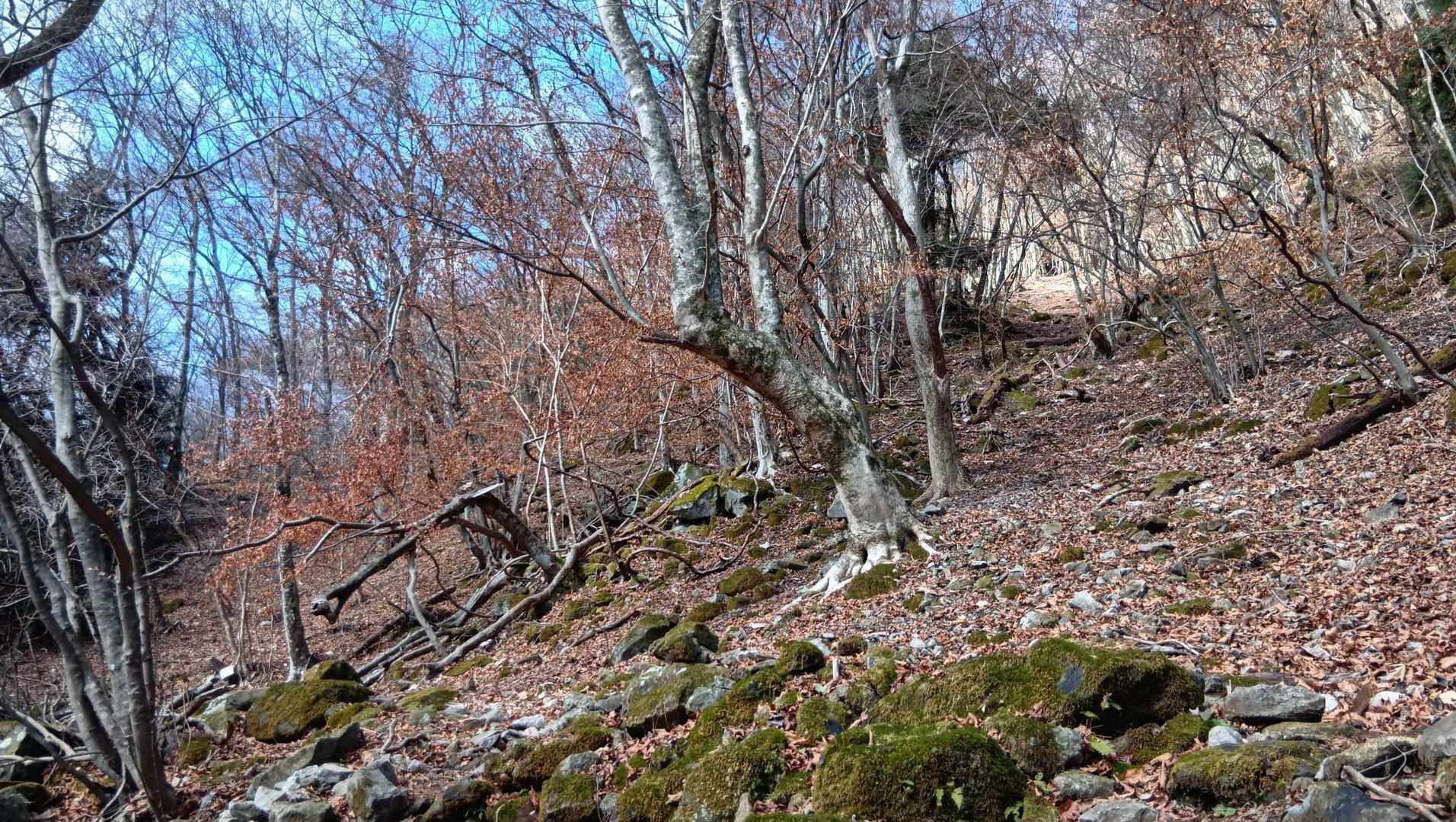 十里木高原登山口-越前岳-富士見台-富士見峠-黒岳-山神社 縦走コースの写真