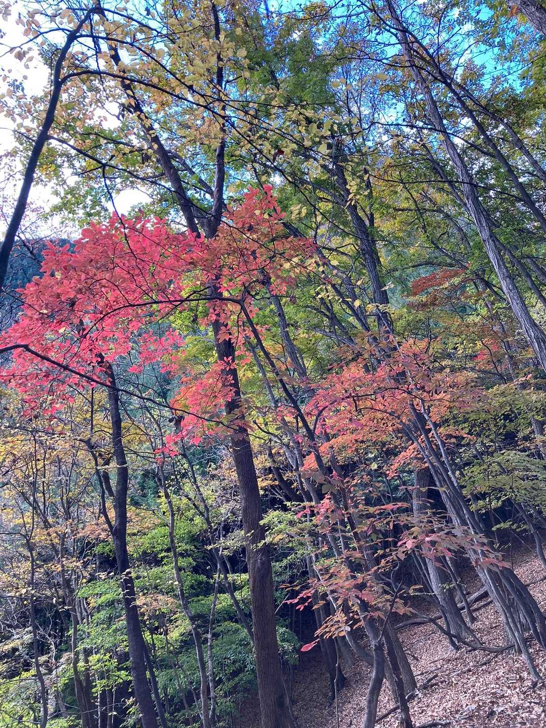 三峰口駅-御岳山登山口-御岳山-稲荷社 天神社 山神社-道 縦走コースの写真