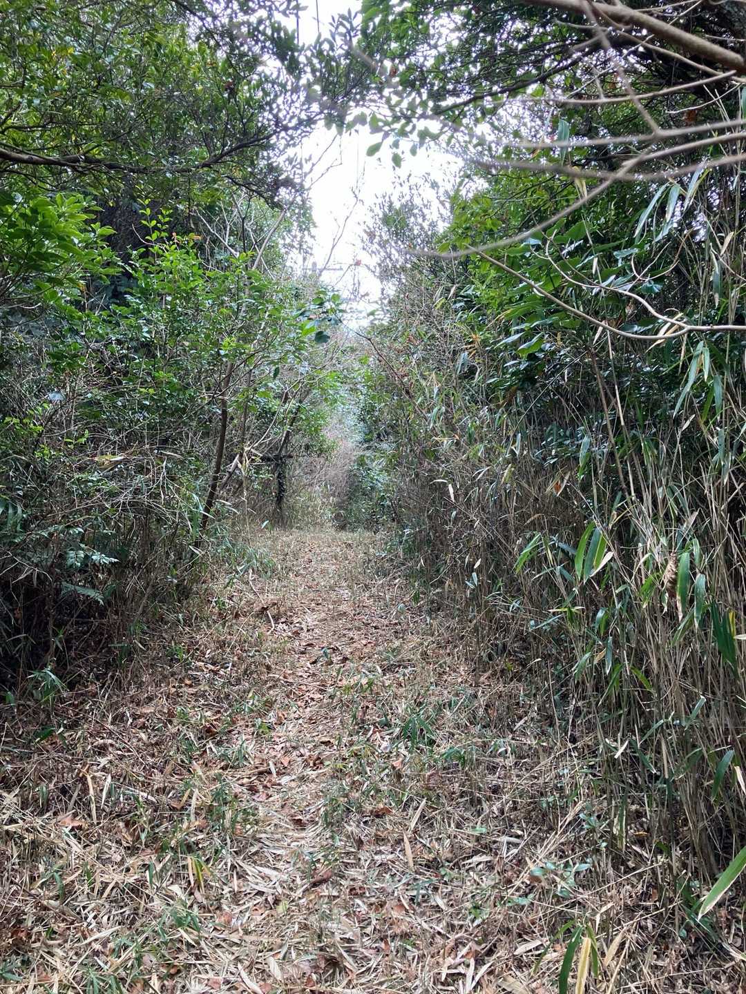 まだ道が続きますが、この右手前でそれると山頂