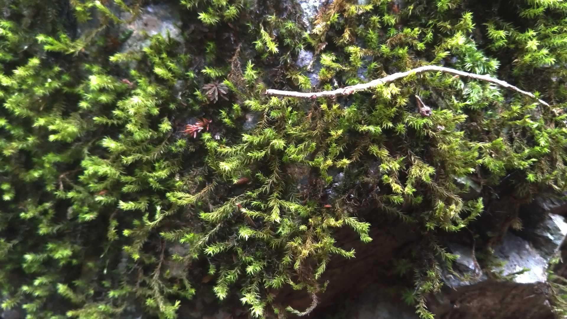 途中苔もたくさん