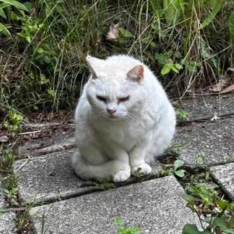 ぬんぬん
