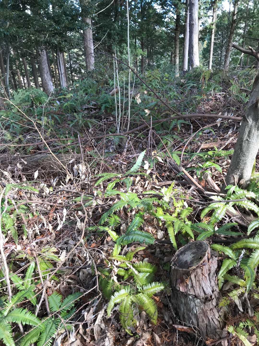 YAMAPの天神山の山頂はこの辺りですが何も分からず。