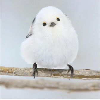 ゆき
