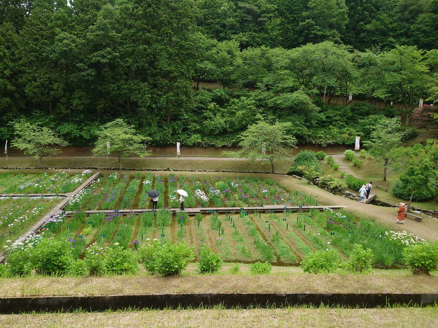 遠いけど菖蒲www