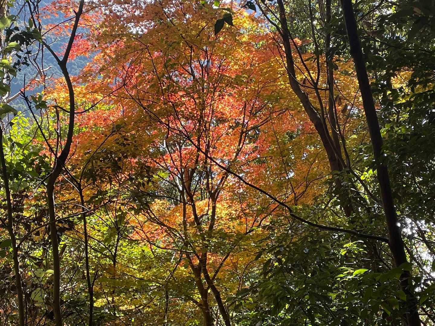 紅葉🍁ちょっとだけ、残ってた🍂