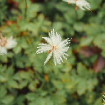 アラサーの子鹿