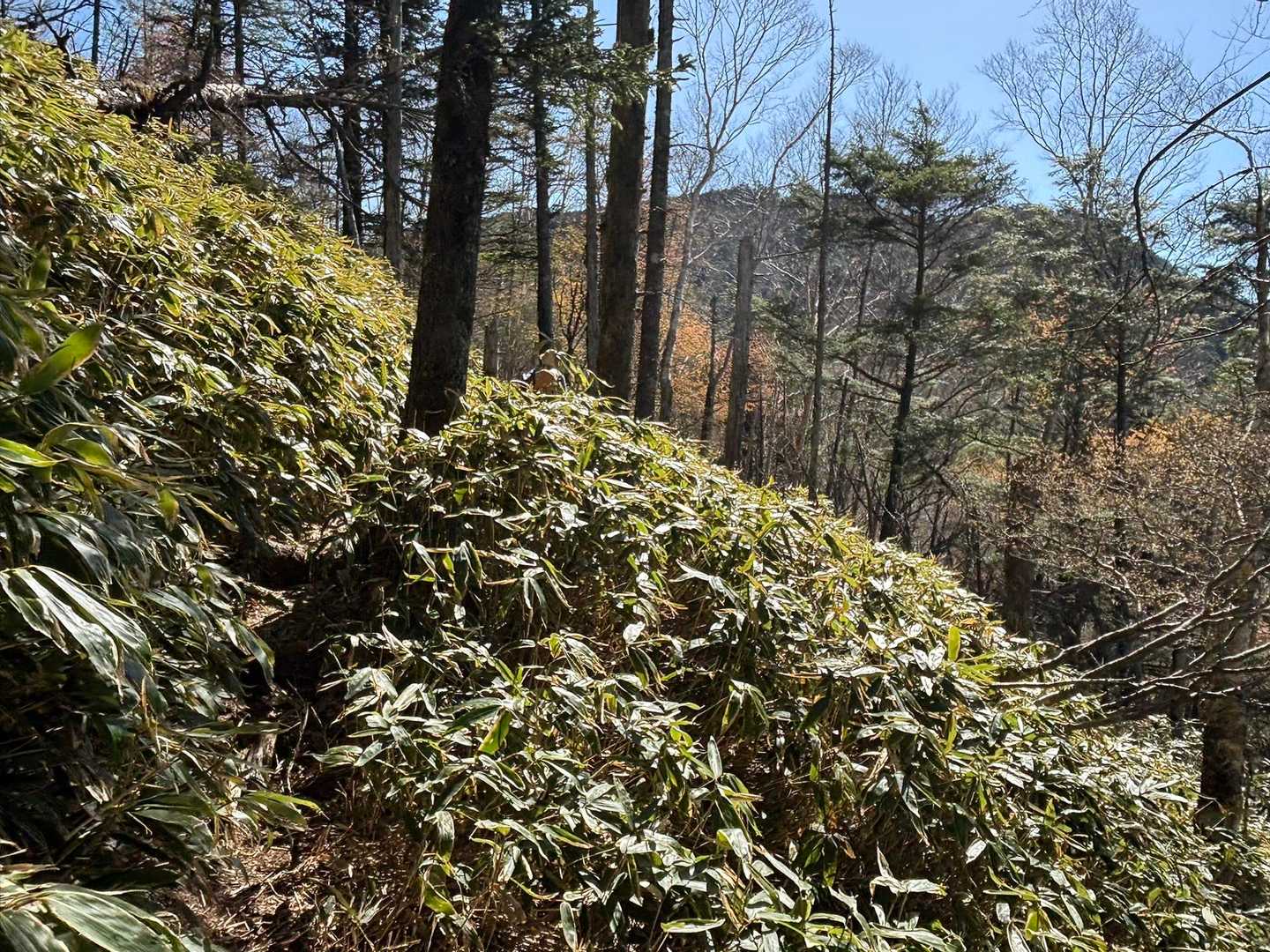 笠取山登山口-笠取山-黒槐ノ頭-唐松尾山-三ノ瀬登山口 周回コースの写真