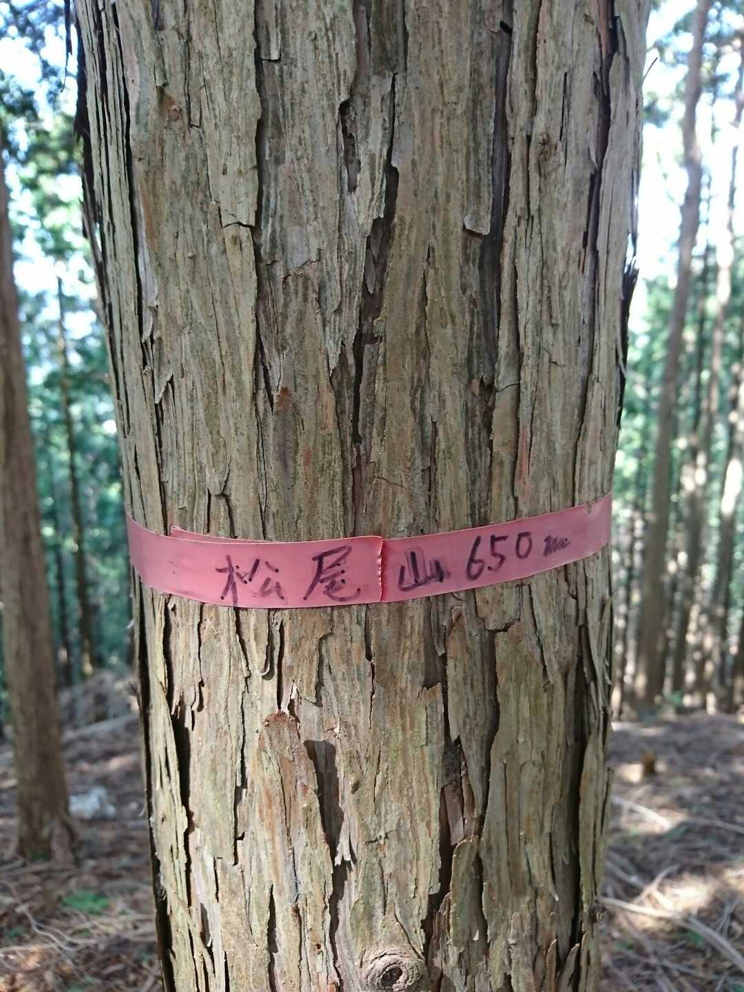 寄り道先の松尾山▲　

バリルート先の山頂　テープに山頂名があって嬉しい〜