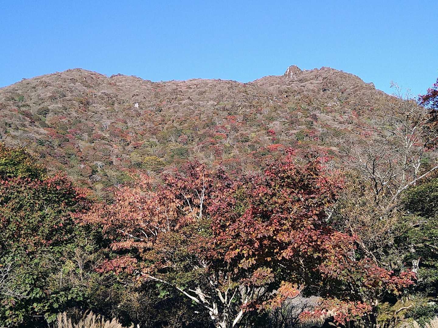 大船山は紅葉で一杯🙆
