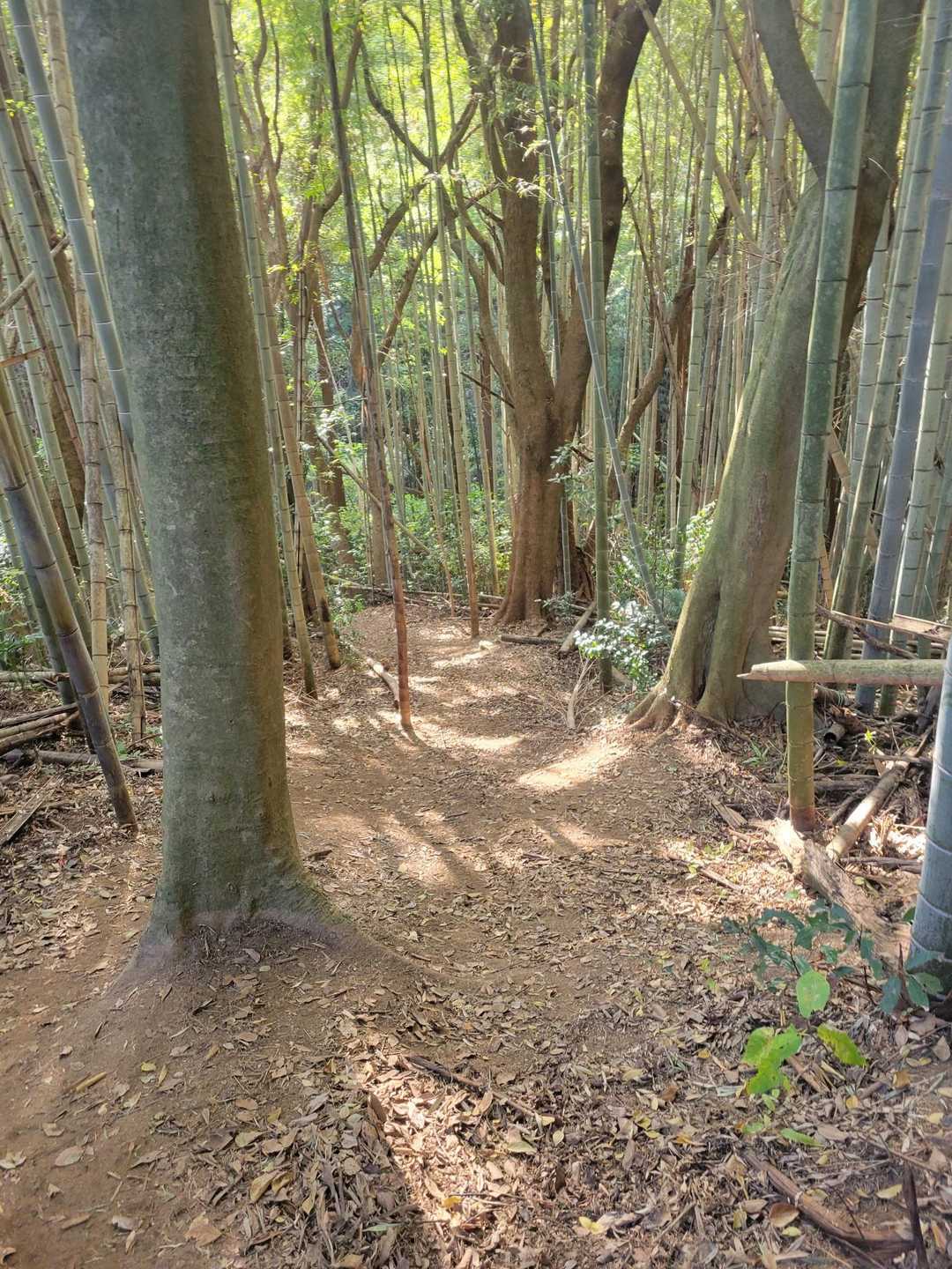 大間山-八角目峠-荒平山-三池山 往復コースの写真